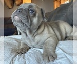 Small #1 French Bulldog