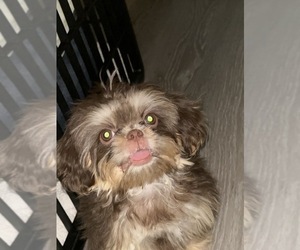 Shih Tzu Puppy for sale in UPLAND, CA, USA