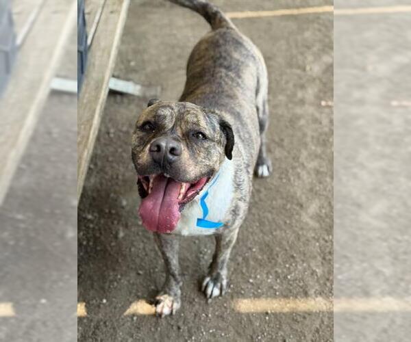 Medium Photo #2 American Pit Bull Terrier Puppy For Sale in Riverside, CA, USA