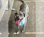 Small #1 American Pit Bull Terrier
