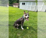 Small #7 American Pit Bull Terrier Mix