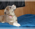Small Photo #56 Australian Shepherd-Pembroke Welsh Corgi Mix Puppy For Sale in GALLEGOS, NM, USA