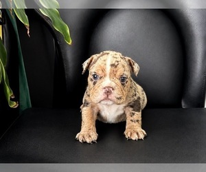 Medium English Bulldog