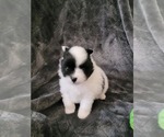 Small Photo #2 Pomeranian Puppy For Sale in JASPER, GA, USA