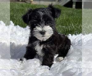 Morkie Puppy for sale in ROCK STREAM, NY, USA