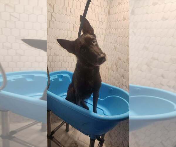 Medium Photo #3 Mutt Puppy For Sale in Imlay City, MI, USA