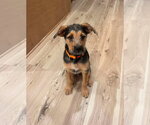 Small Mutt