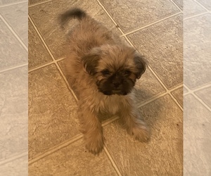 Shih Tzu Puppy for sale in WESTLAND, MI, USA