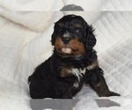 Small Photo #6 Bernedoodle Puppy For Sale in OMAHA, NE, USA