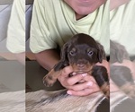 Puppy Puppy 4 Dachshund