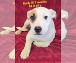 Small #3 American Pit Bull Terrier Mix