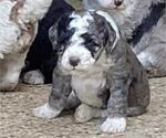 Small Photo #3 Bernedoodle Puppy For Sale in LIVINGSTON, TX, USA