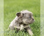 Small #3 French Bulldog