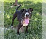 Small American Pit Bull Terrier Mix
