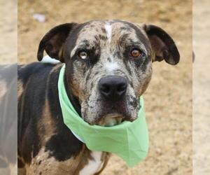 American Staffordshire Terrier Dogs for adoption in San Antonio, TX, USA