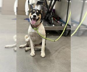 Border Collie Dogs for adoption in Forestville, MD, USA