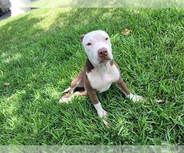 Medium Photo #1 American Staffordshire Terrier-Unknown Mix Puppy For Sale in San Antonio, TX, USA