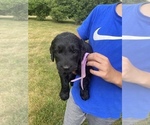 Small Photo #11 Labradoodle-Labrador Retriever Mix Puppy For Sale in CANTON, SD, USA