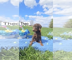Doberman Pinscher Puppy for sale in POMEROY, OH, USA