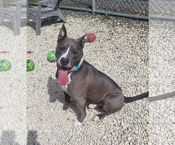 Medium Photo #2 Mutt Puppy For Sale in Manahawkin, NJ, USA