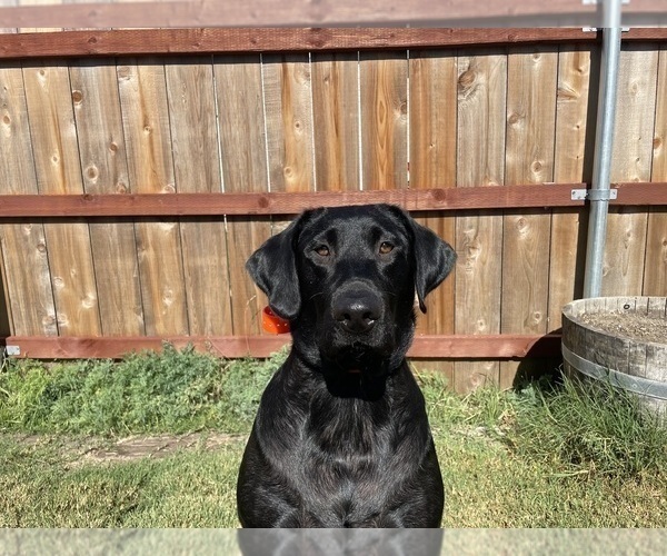 Medium Photo #27 Labrador Retriever Puppy For Sale in REDDING, CA, USA