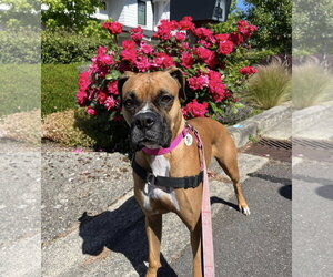 Boxer Dogs for adoption in Stanwood, WA, USA