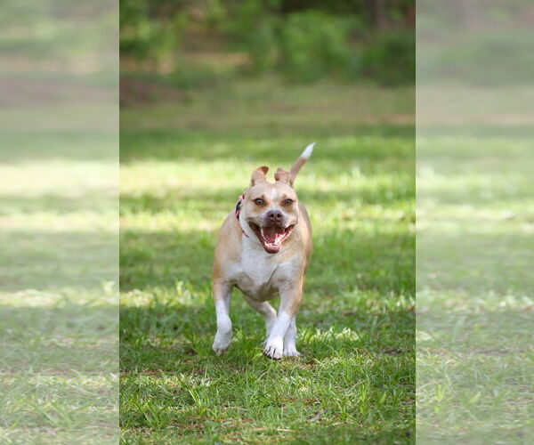 Medium Photo #5 Mutt Puppy For Sale in  Gainesville, FL, USA