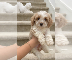 Cavapoo Puppy for sale in IRVINE, CA, USA