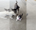 Small Photo #11 Akita-Alusky Mix Puppy For Sale in SAN JACINTO, CA, USA