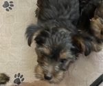 Small Photo #14 Yorkshire Terrier Puppy For Sale in NEWBURGH, IN, USA