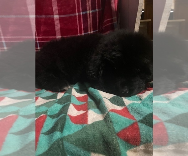 Medium Photo #2 Newfoundland Puppy For Sale in AURORA, IN, USA