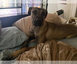 Small #3 Black Mouth Cur-German Shepherd Dog Mix