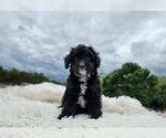 Small Photo #3 Aussiedoodle Miniature  Puppy For Sale in COLLEGE STA, TX, USA