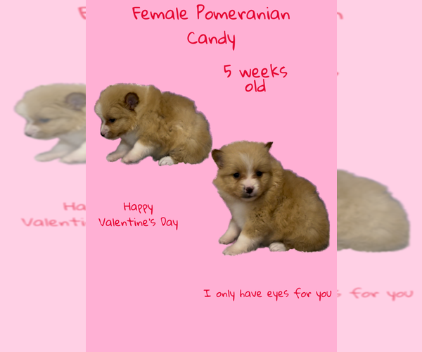Medium Photo #3 Pomeranian Puppy For Sale in AZLE, TX, USA