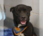 DIMITRI - Male American Staffordshire Terrier-Unknown Mix Dog for Adoption - Small photo