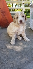 Double Doodle Puppy for sale in WOODS CROSS, UT, USA