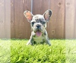 Small Photo #41 French Bulldog Puppy For Sale in LOS ANGELES, CA, USA