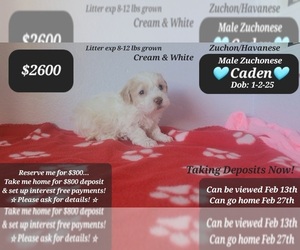 Havanese-Zuchon Mix Puppy for sale in TUCSON, AZ, USA