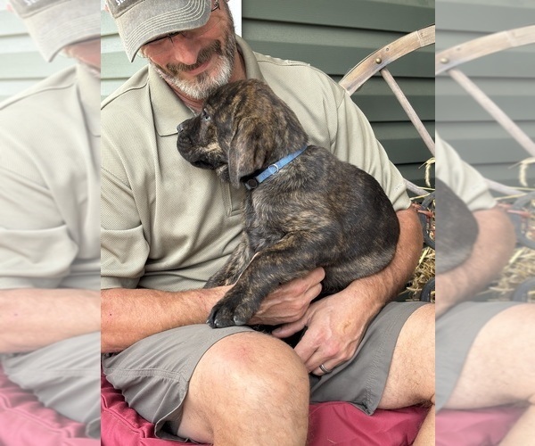 Medium Photo #5 Rotticorso Puppy For Sale in REEVESVILLE, SC, USA