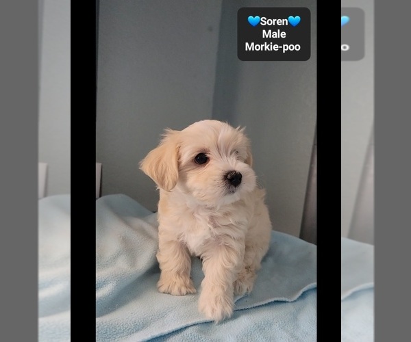 Medium Photo #2 Morkie Poo (Toy) Puppy For Sale in TUCSON, AZ, USA