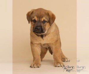 Chesapeake Bay Retriever-Unknown Mix Dogs for adoption in Winter Park, CO, USA