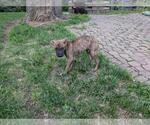 Small #7 Boxer Mix