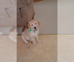 Small Photo #13 Golden Retriever Puppy For Sale in WEBSTER CITY, IA, USA