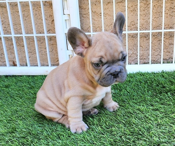 Medium Photo #9 French Bulldog Puppy For Sale in LAS VEGAS, NV, USA