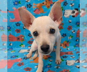 Chihuahua-Unknown Mix Dogs for adoption in Chico, CA, USA