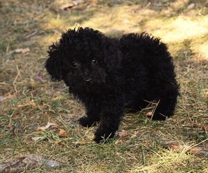 Poodle (Toy) Puppy for sale in BARNESVILLE, KS, USA