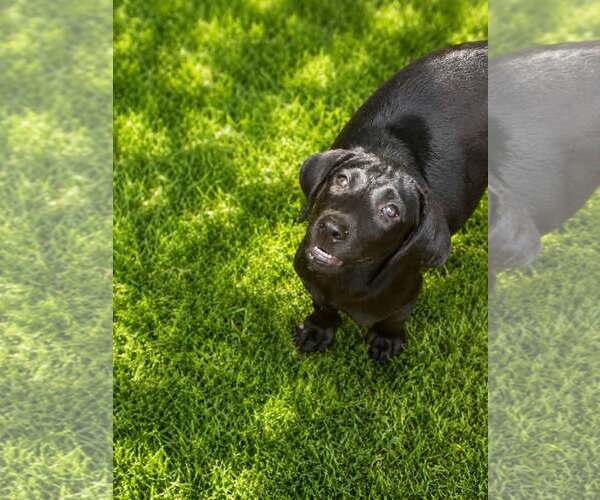 Medium Photo #2 Labrador Retriever-Unknown Mix Puppy For Sale in Oakhurst, NJ, USA