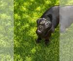 Small #1 Labrador Retriever Mix