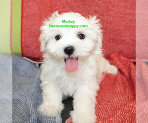 Maltese Puppy for sale in JUNIPER HILLS, CA, USA