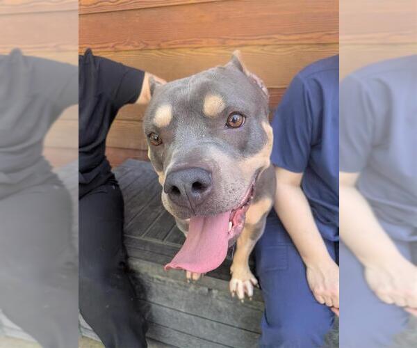 Medium Photo #2 Mutt Puppy For Sale in Elk Grove, CA, USA